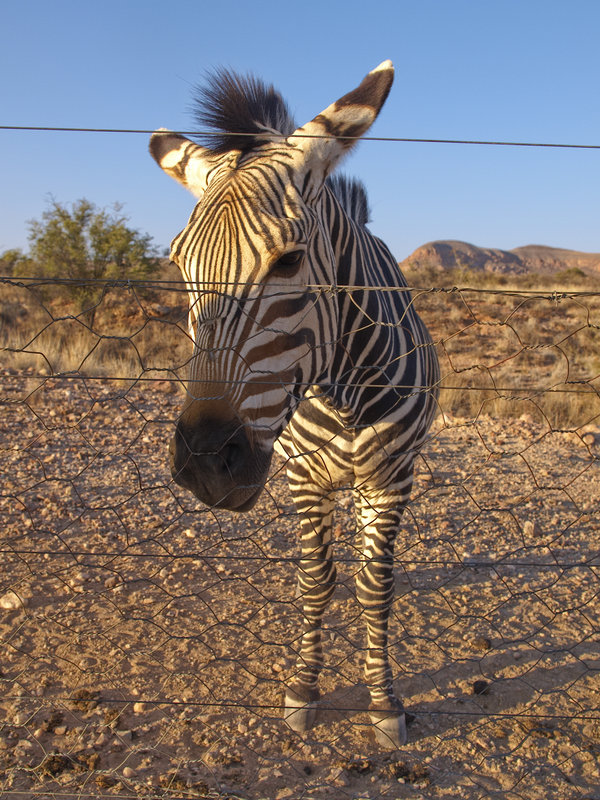 Zebra, Hammerstein Lodge